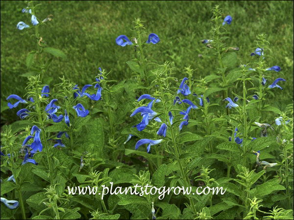 Salvia Blue Patio (Salvia patens)